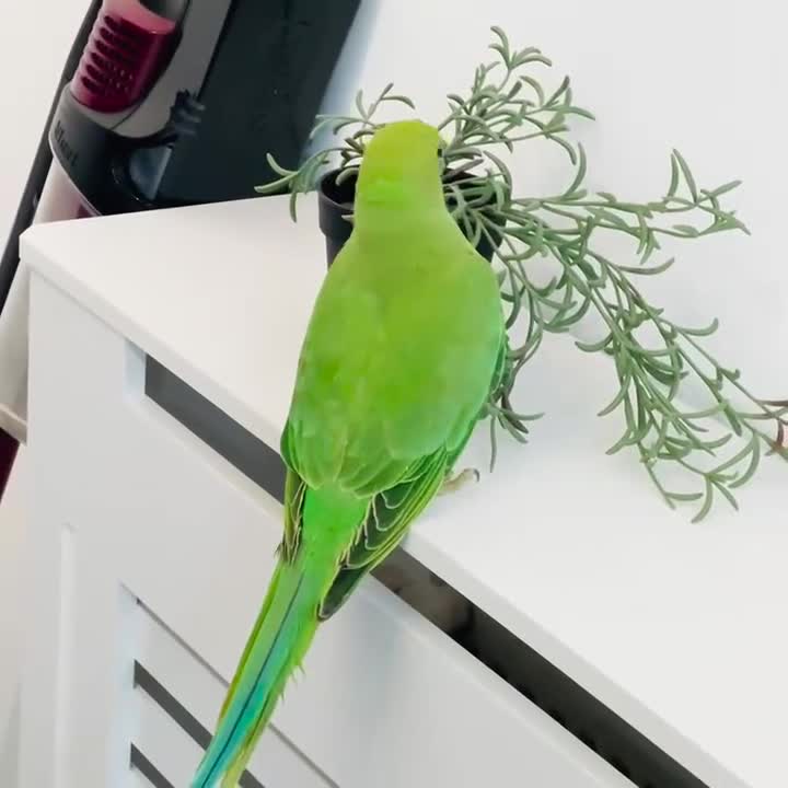 Parrots birds for sale: Baby Indian Ringnack parrot for sale  - Video 1