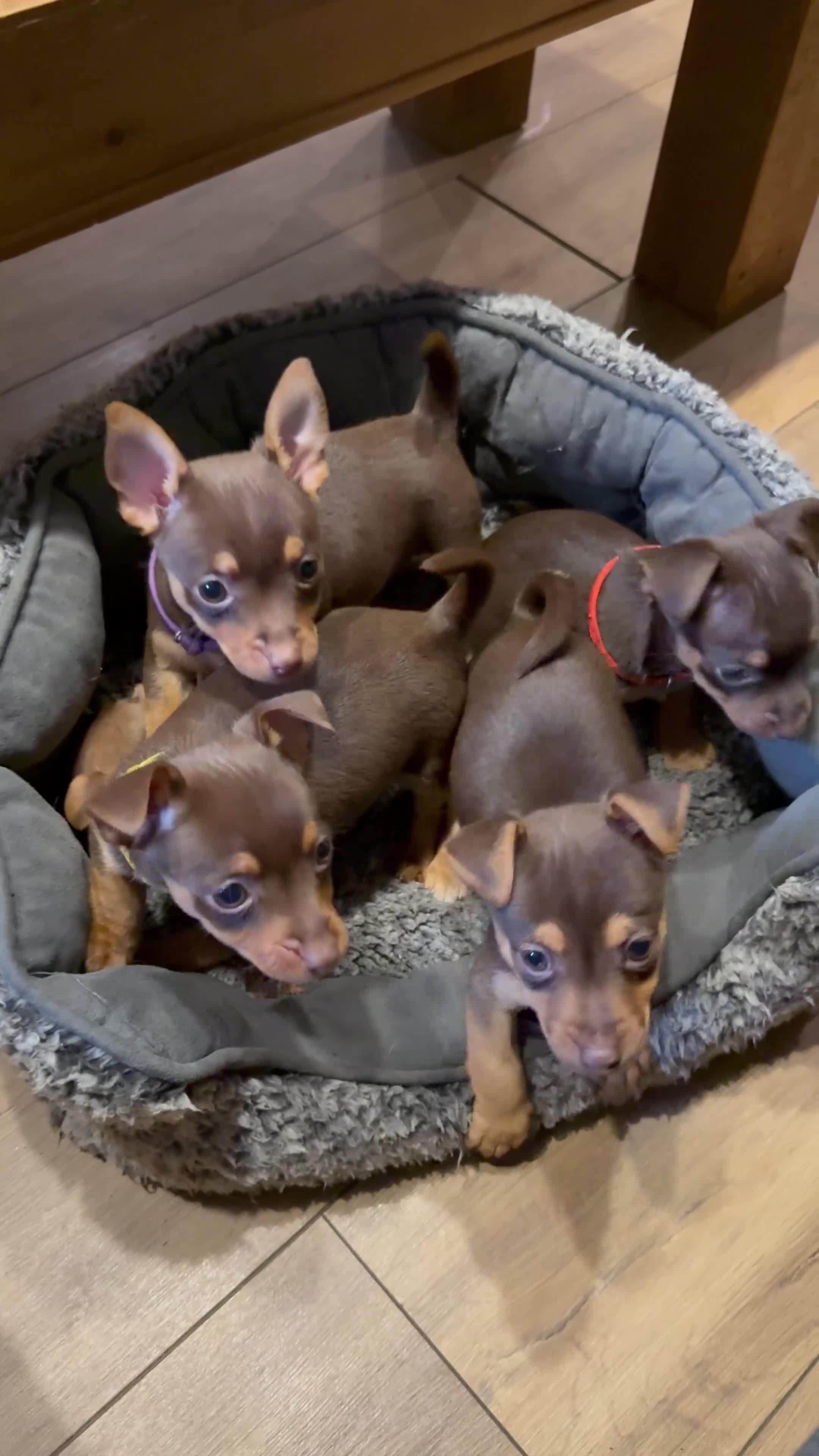 Jack Russell dogs for sale: Jack Russell Puppies 1 Girl available - Ready Now - Video 1