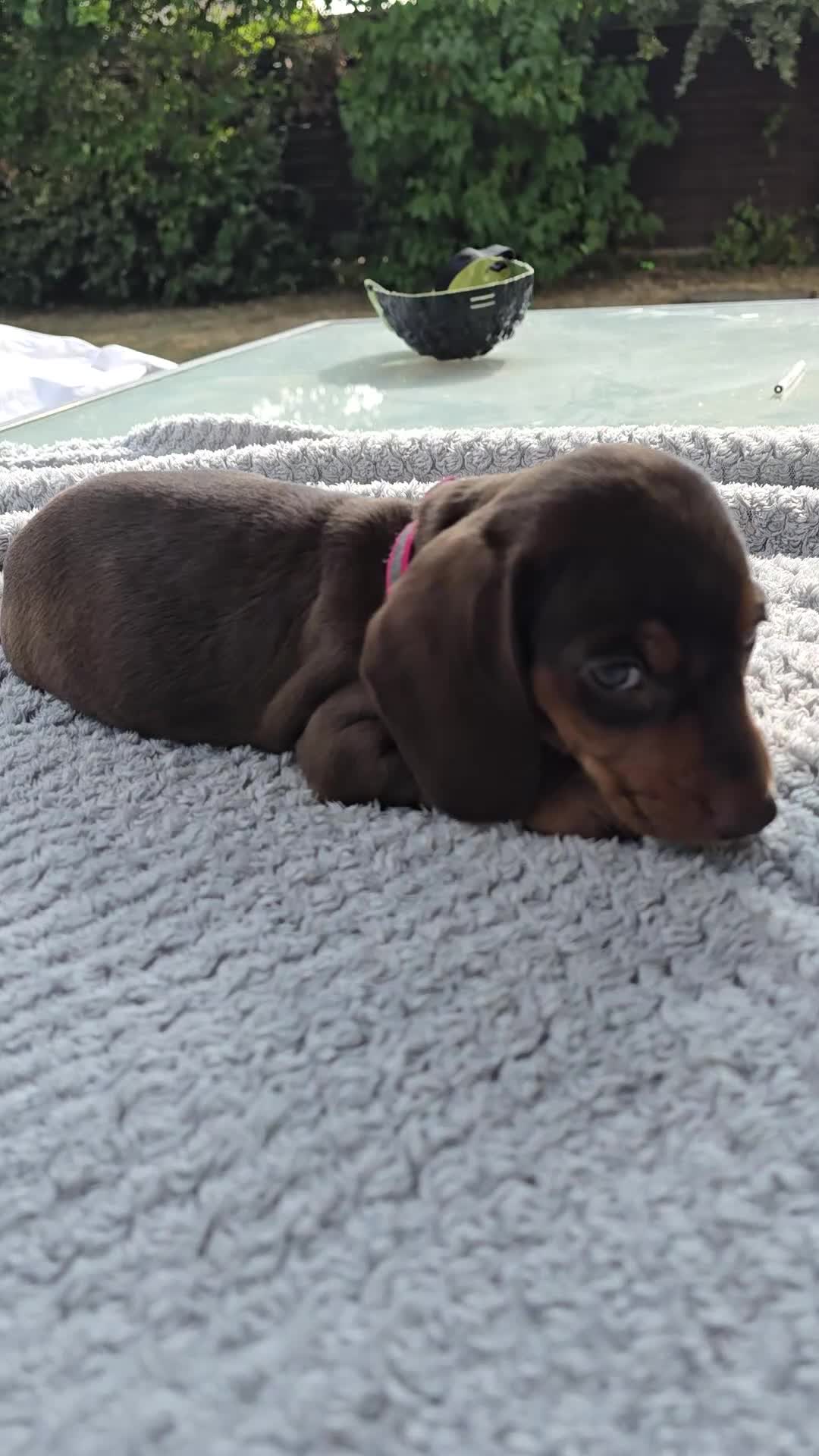 Dachshund dogs for sale: Beautiful Standard Dachshund PuppiesReadyNow 🏡❤️  - Video 4