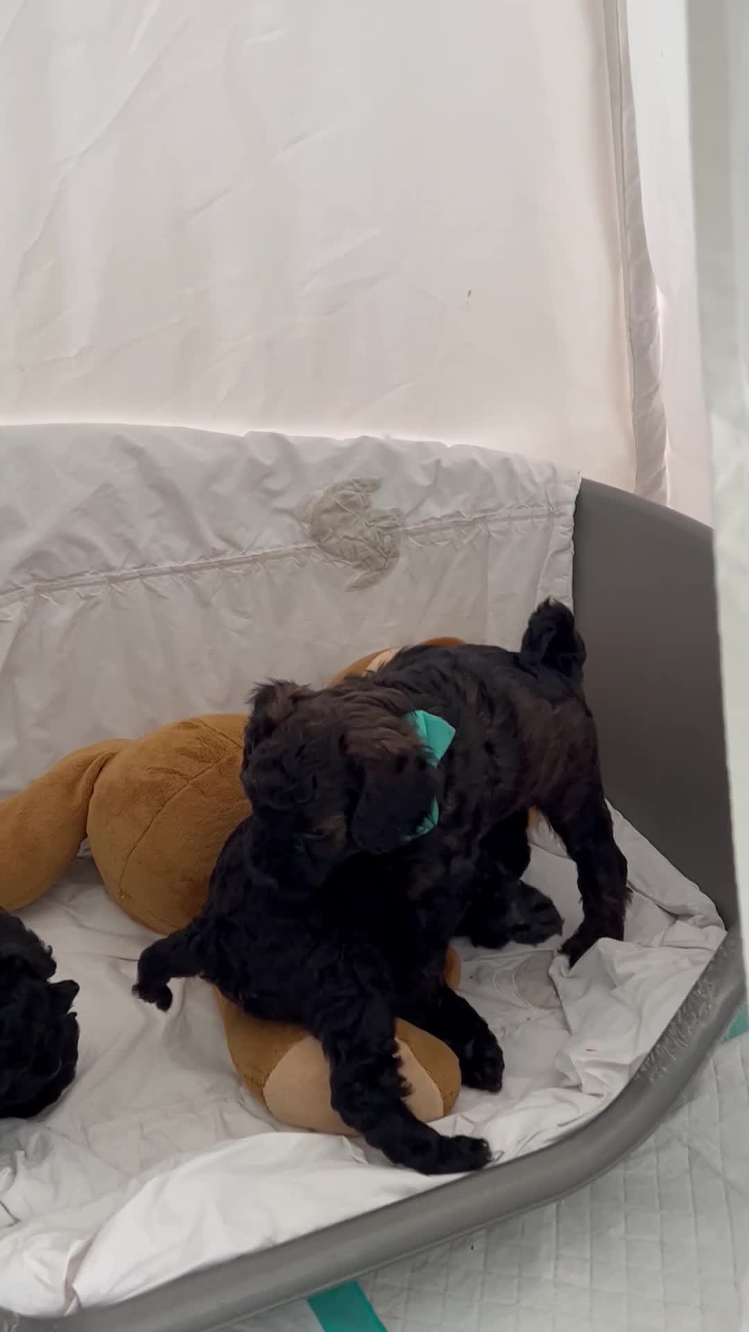 Mini Goldendoodle dogs for sale: A Bundle of Joy F1BB Mini Goldendoodle - Video 1