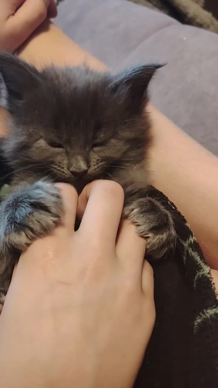 Maine Coon cats for sale: Beautiful Maine Coon kittens 💖💙🐱 - Video 1