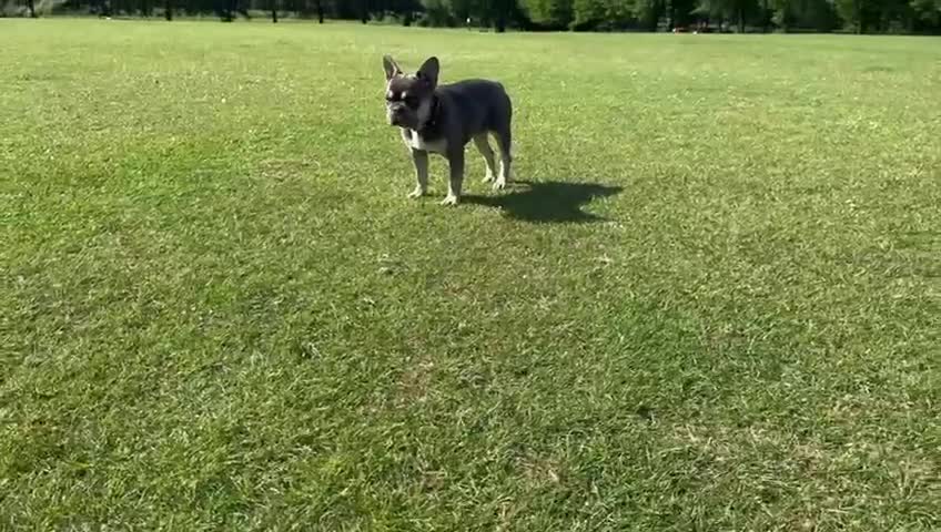 French Bulldog dogs for sale: French Bulldog -Female-Blue & Tan - Video 1
