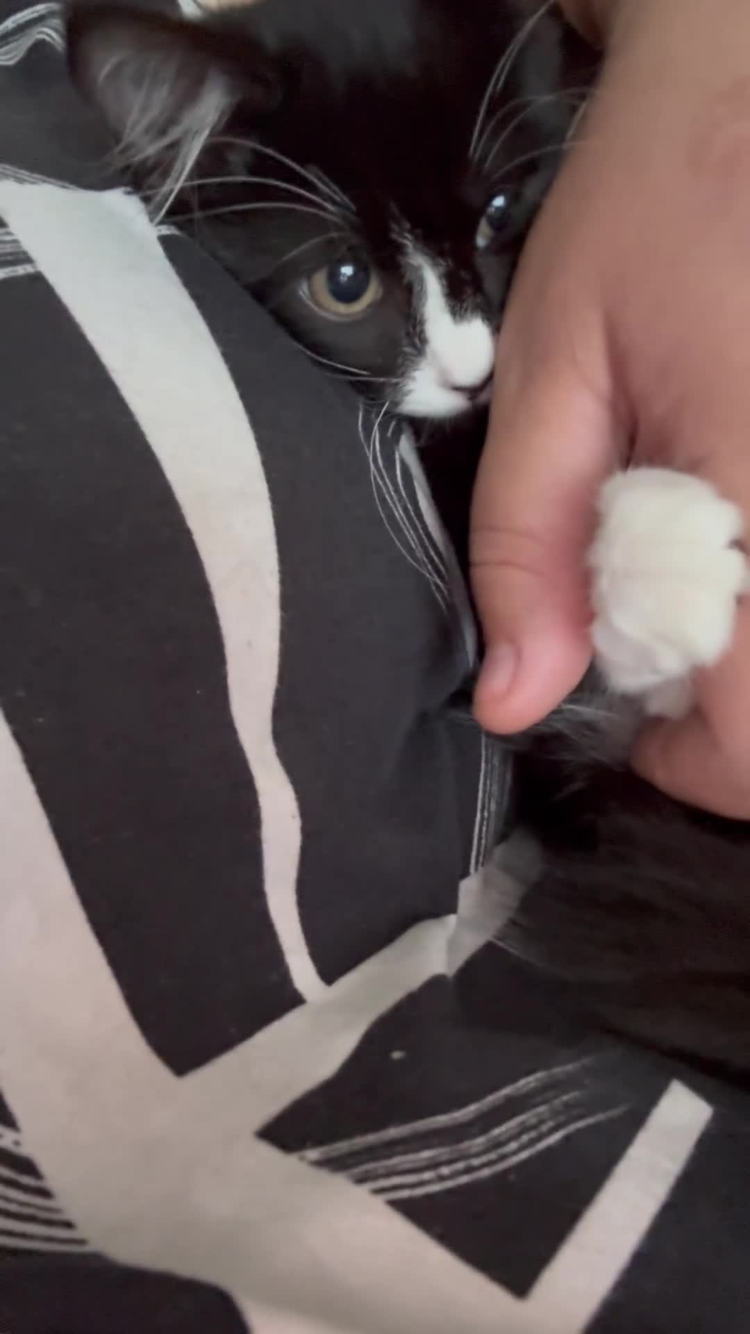Mixed Breed cats for sale: Buddie is looking for a forever home - Video 2