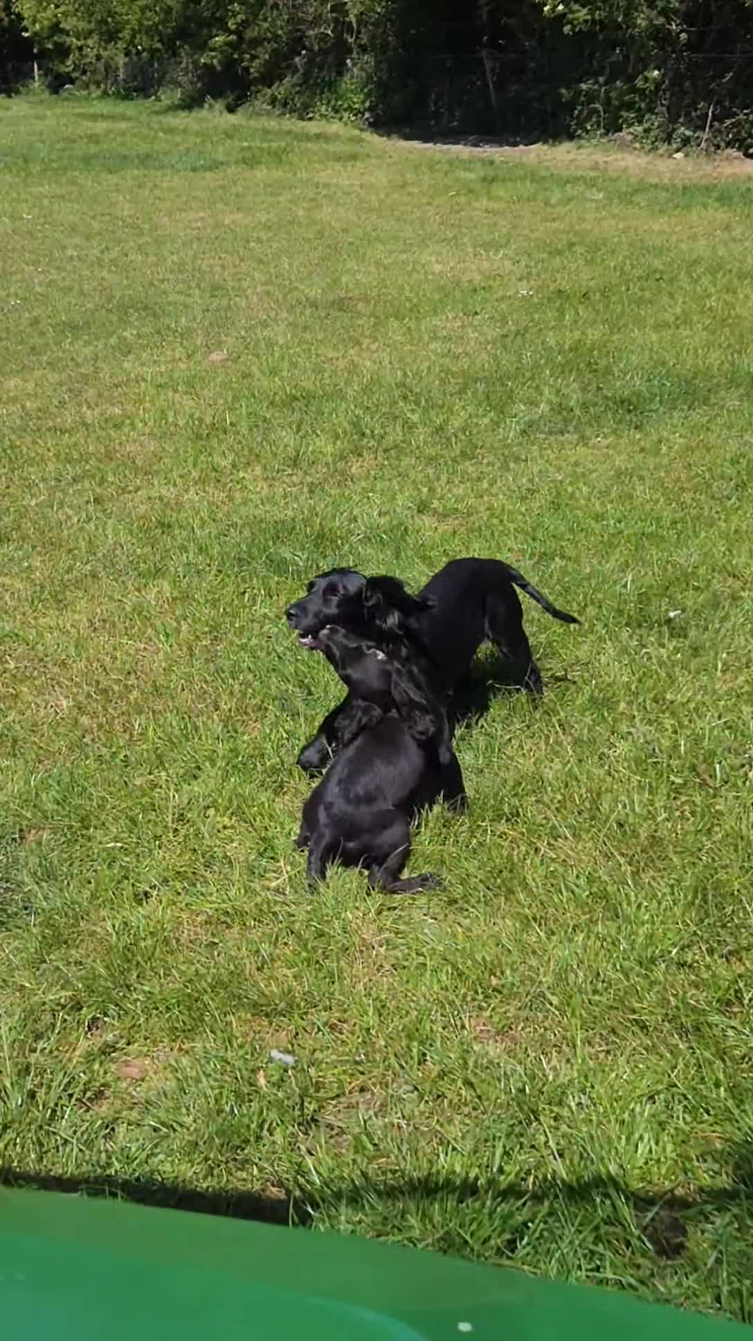 Cocker Spaniel dogs for sale: ❗️5 beautiful cocker spaniel puppies❗️🥰 - Video 1
