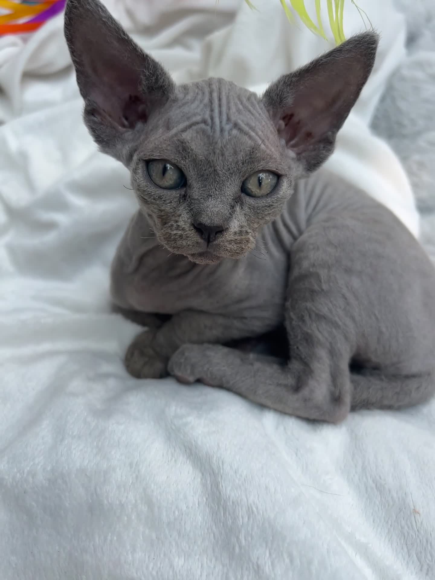 Devon Rex cats for sale: Fife reg Devon Rex kittens  - Video 2