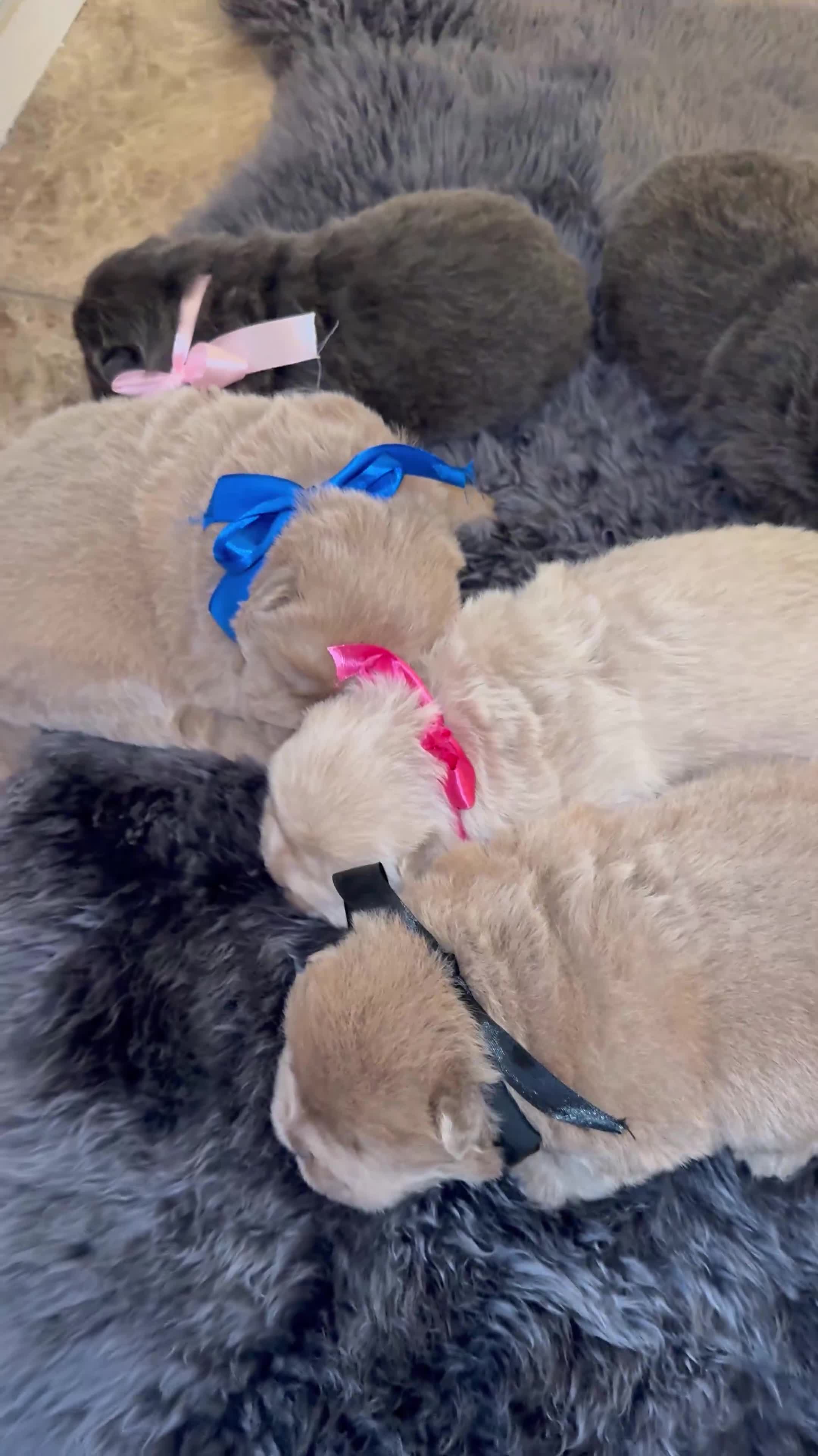Chow Chow dogs for sale: Stunning kc reg puppies  - Video 3