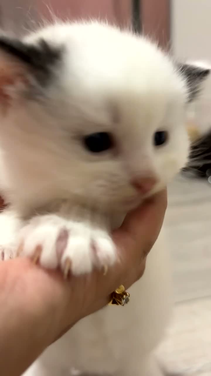 Mixed Breed cats for sale: THREE ADORABLE KITTENS LOOKING FOR LOVING HOMES! in Slough - Video 1