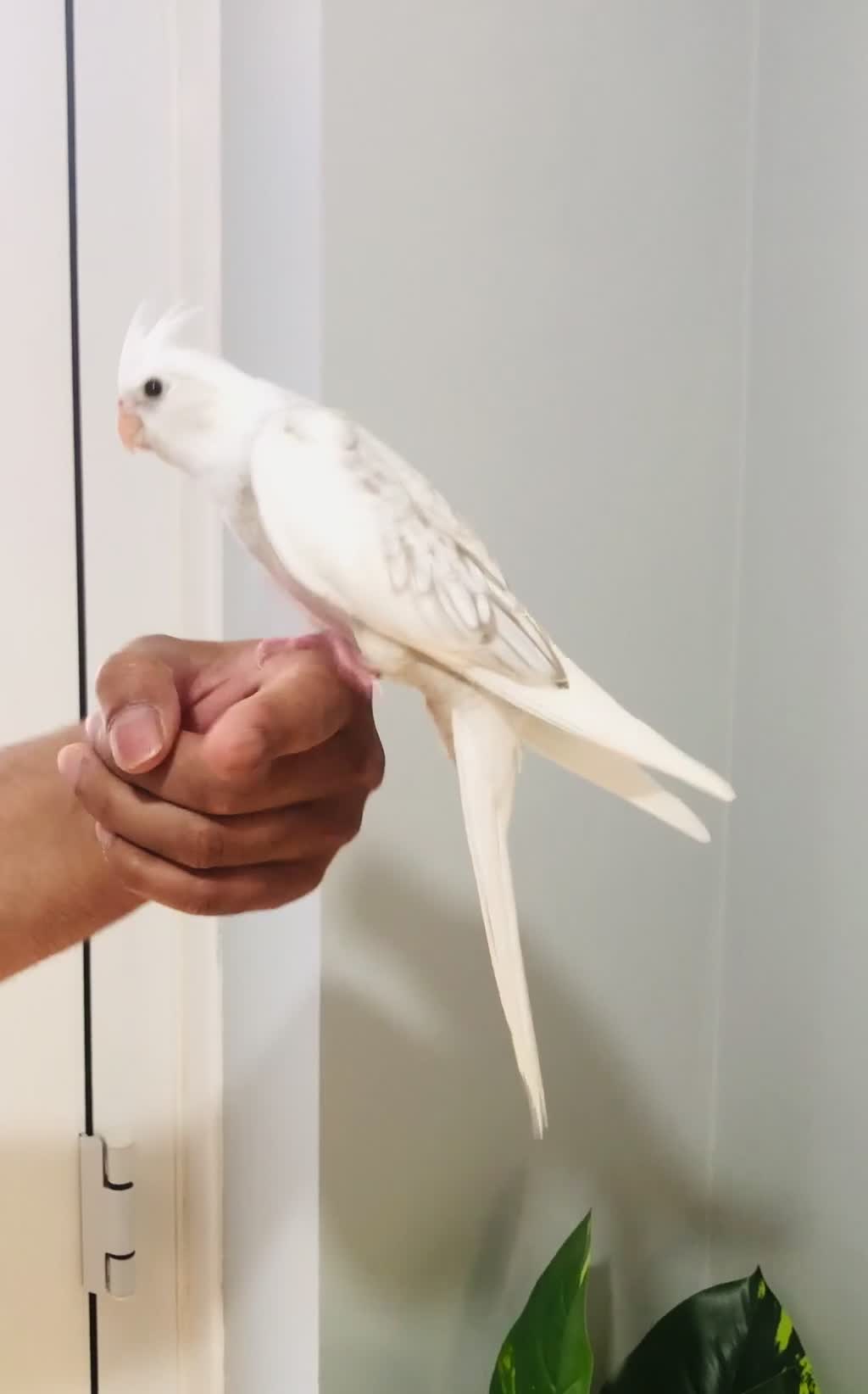 Cockatiels birds for sale: Beautiful hand tamed cockatiels for sale. - Video 4