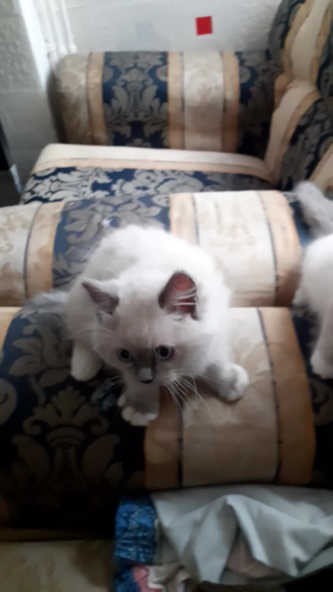 Ragdoll cats for sale: Original purebred Ragdoll kittens.Girl and boy. - Video 1