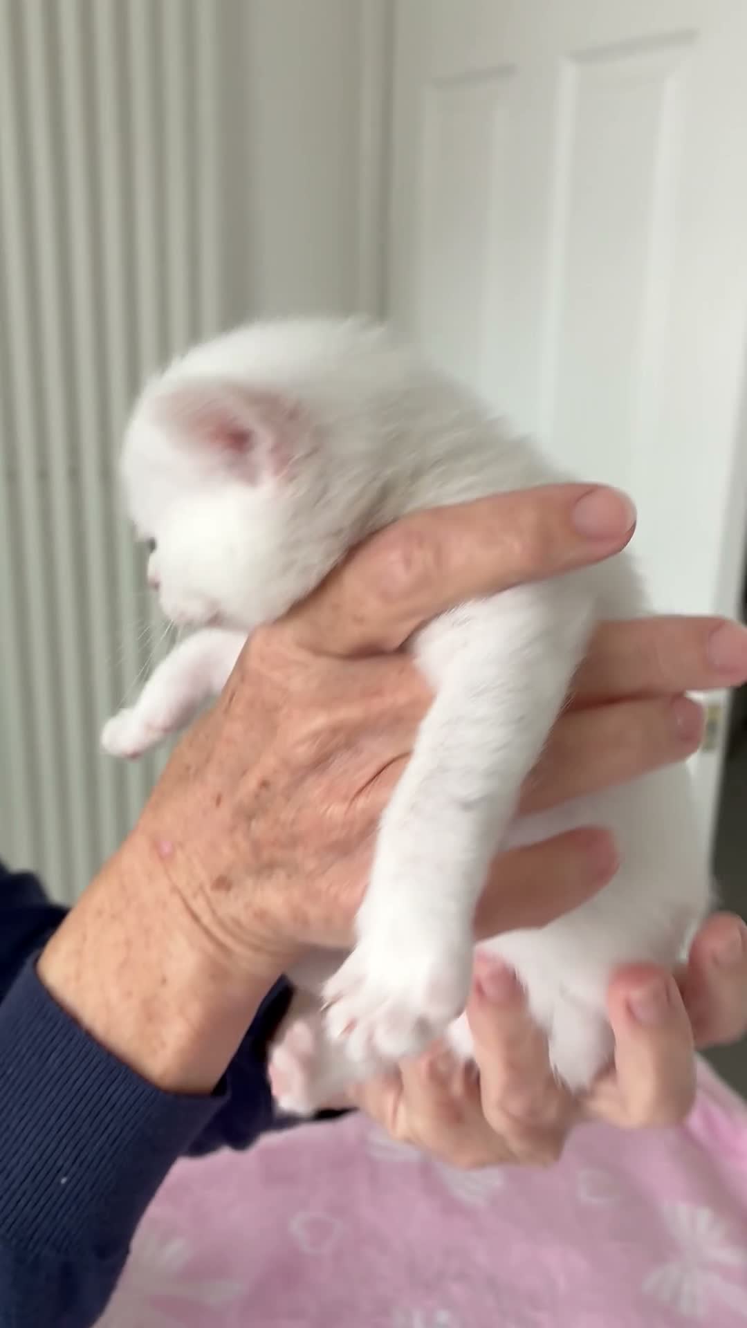 Mixed Breed cats for sale: Pure white male Turkish Angora/Domestic Short Hair - Video 1