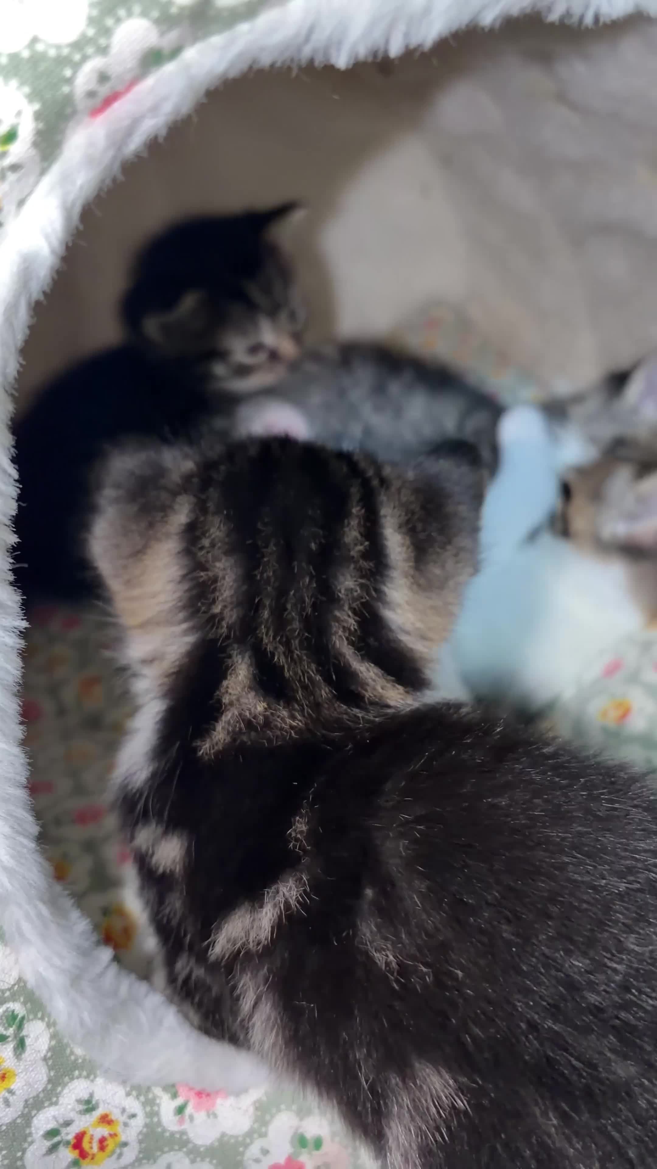 American Shorthair cats for sale: 4 Beautiful American Shorthair Kittens  - Video 1