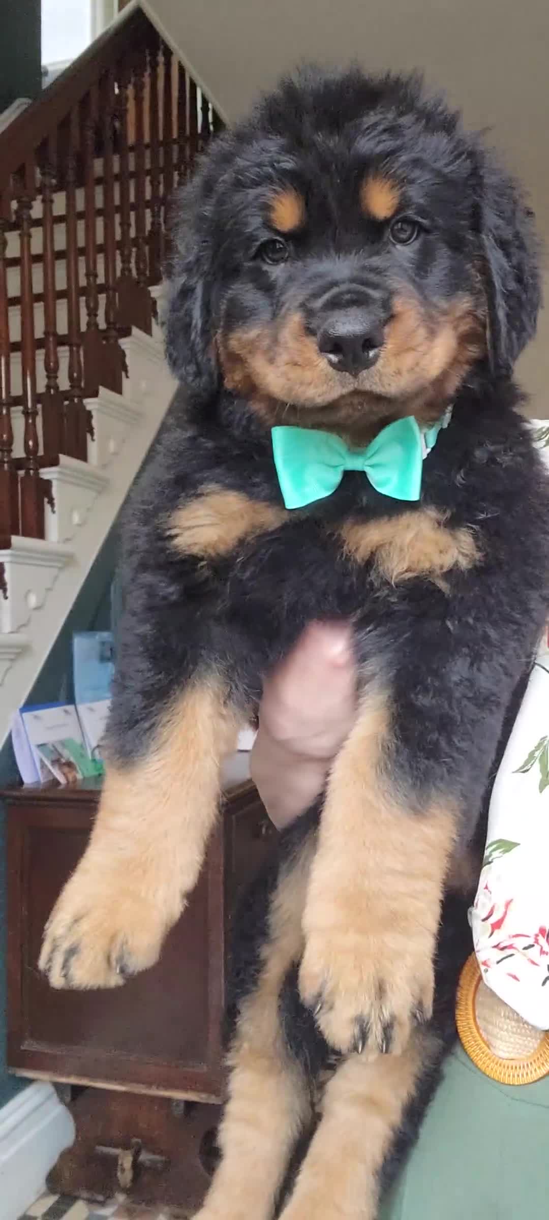 Rottweiler dogs for sale: Long Haired Fluffy Rottie Pups. Full Health Tested - Video 2