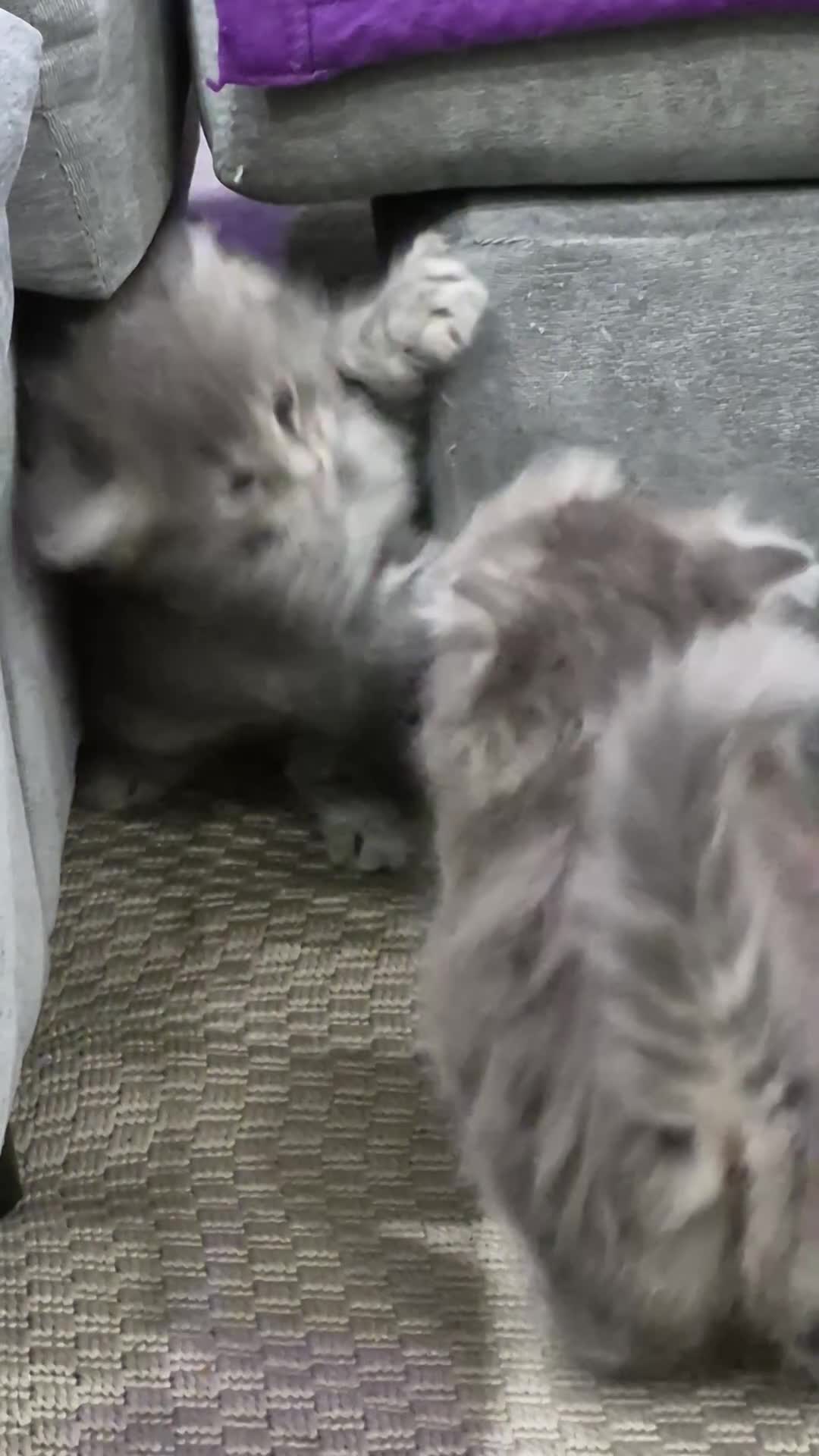 Mixed Breed cats for sale: Mainecoon x ragdoll kittens - Video 1