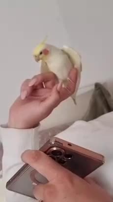 Cockatiels birds for sale: Cockatiel abd Ringneck in Gillingham - Video 3