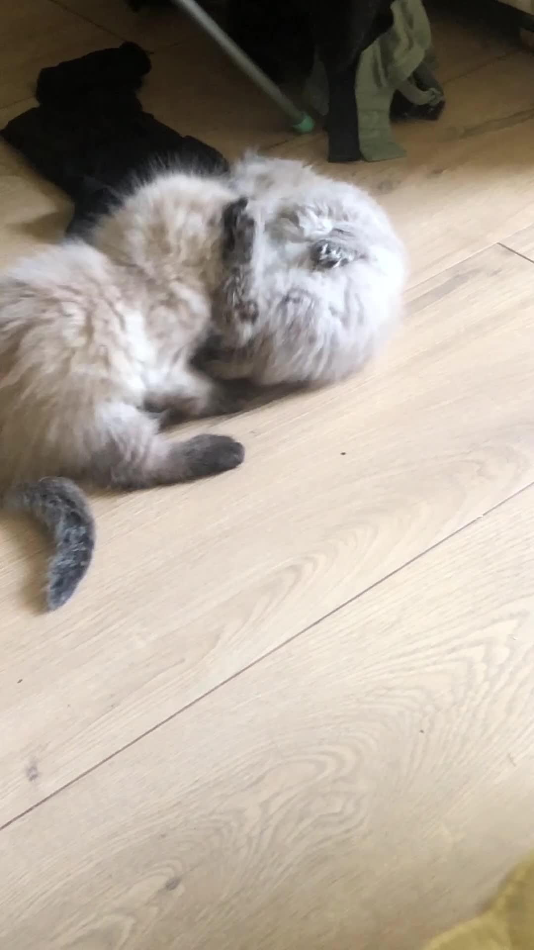 Siamese cats for sale: Adorable Siamese Kittens Looking for Loving Homes - Video 3