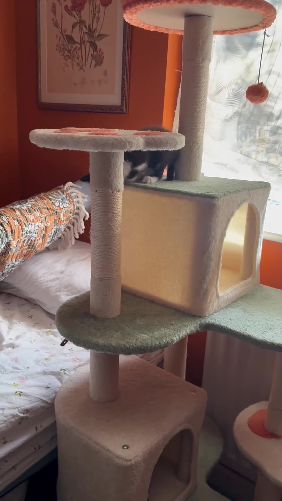 Domestic Shorthair cats for sale: Kittens ready for new homes in Burton-on-Trent - Video 2