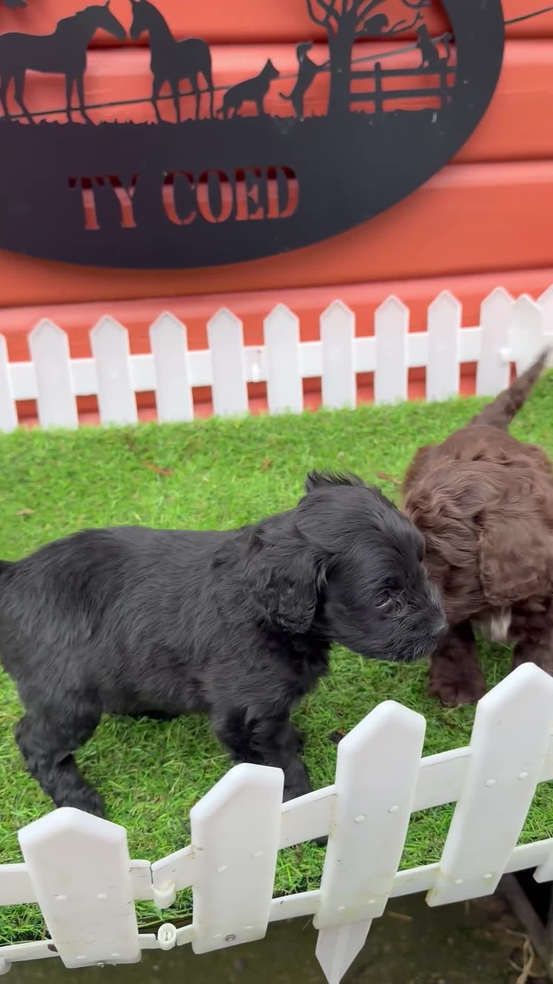 Cockapoo dogs for sale: Stunning Toy Cockapoo pups- health tested - Video 2