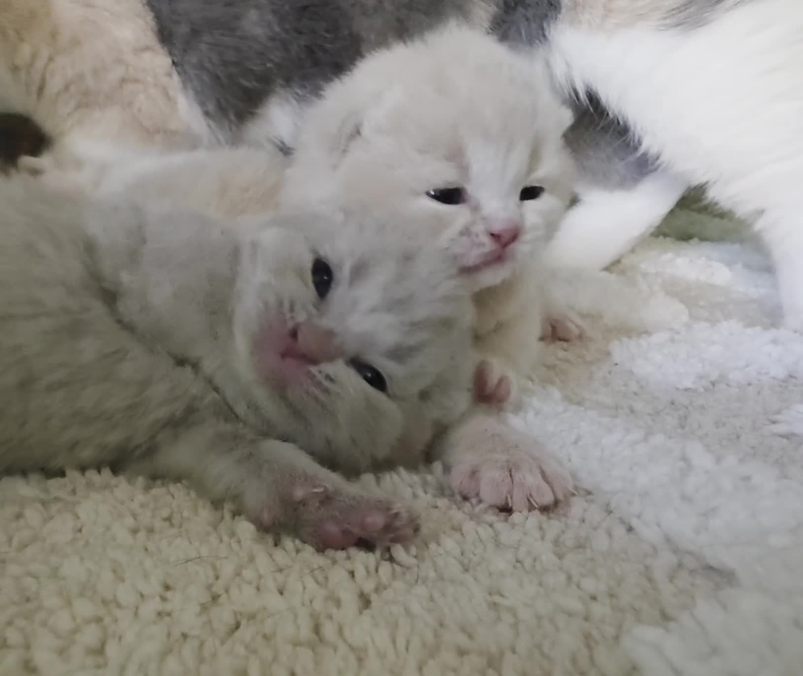 British Shorthair cats for sale: GCCF Champion British short hair kittens  - Video 1
