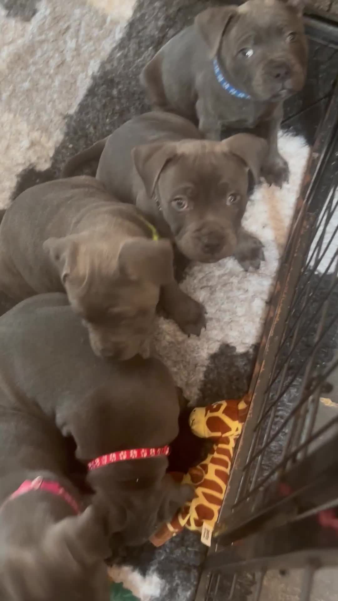 Staffordshire Bull Terrier dogs for sale: KC Staffordshire bull terrier LAST BOY REDUCED  - Video 1