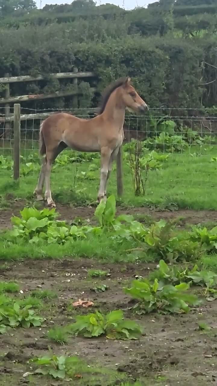 Welsh Section D horses for sale: Quality section D colt foal  - Video 1