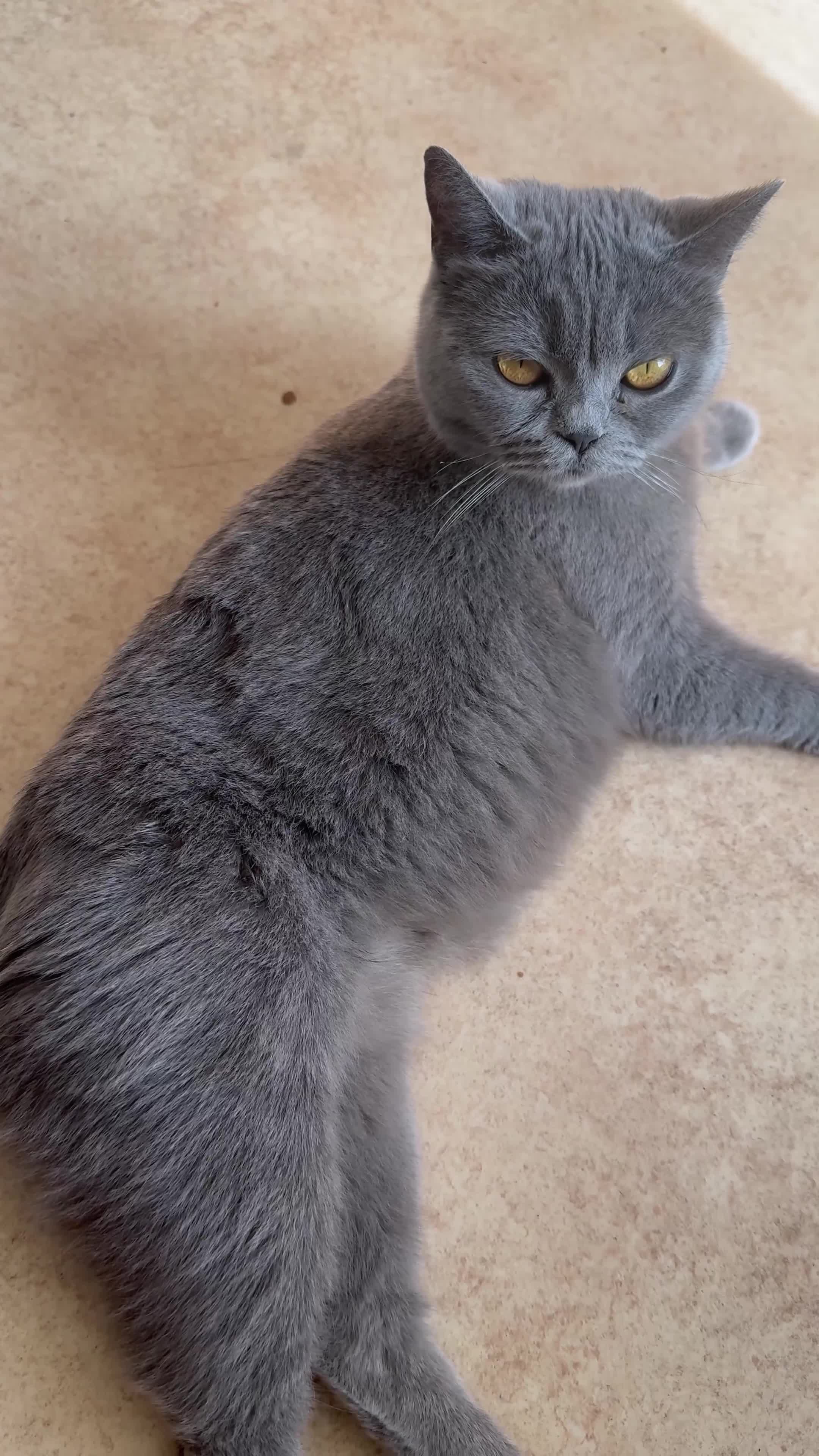 Scottish Fold cats for sale: Gorgeous mixed British shorthair kittens!  - Video 1