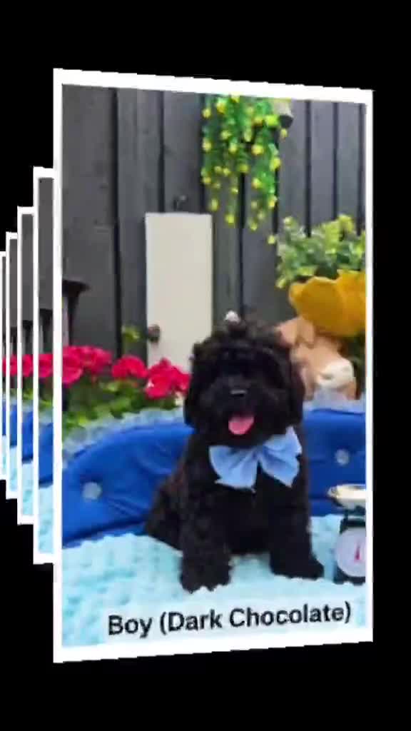 Maltipoo dogs for sale: F1B Maltipoo Rare Colours DNA Tested  - Video 5