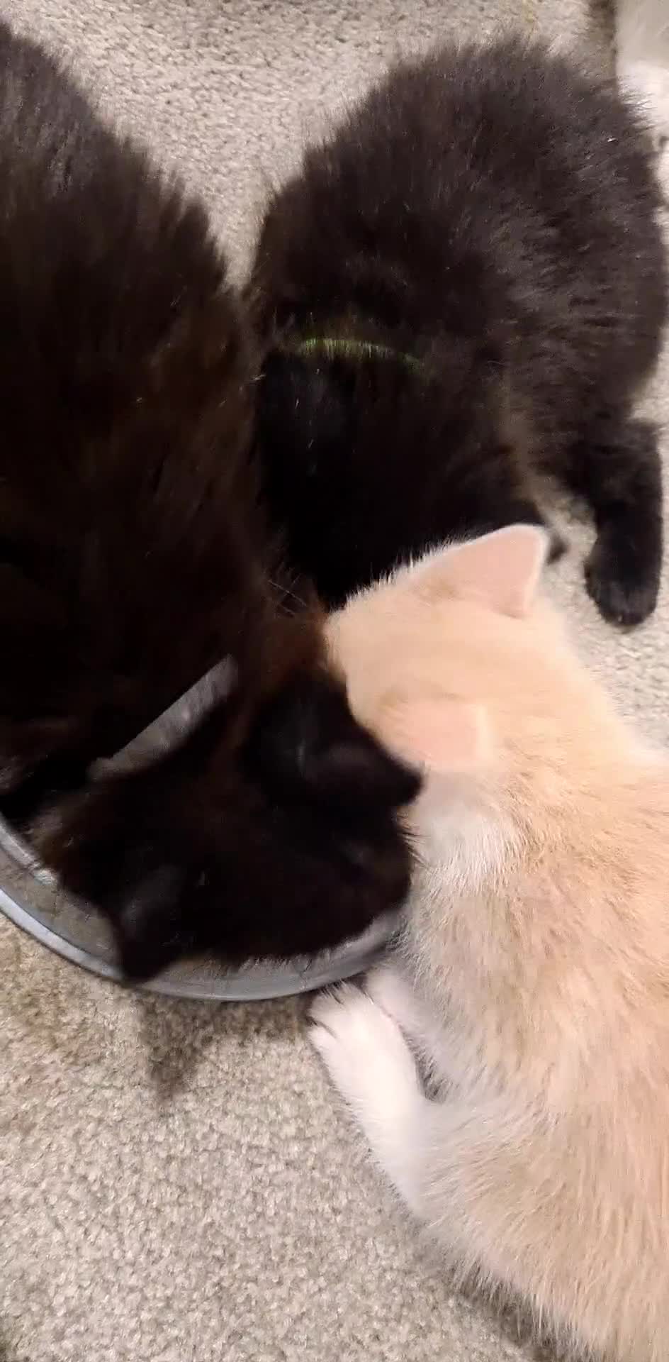 Mixed Breed cats for sale: Beautiful fluffy kittens available to reserve!  - Video 3