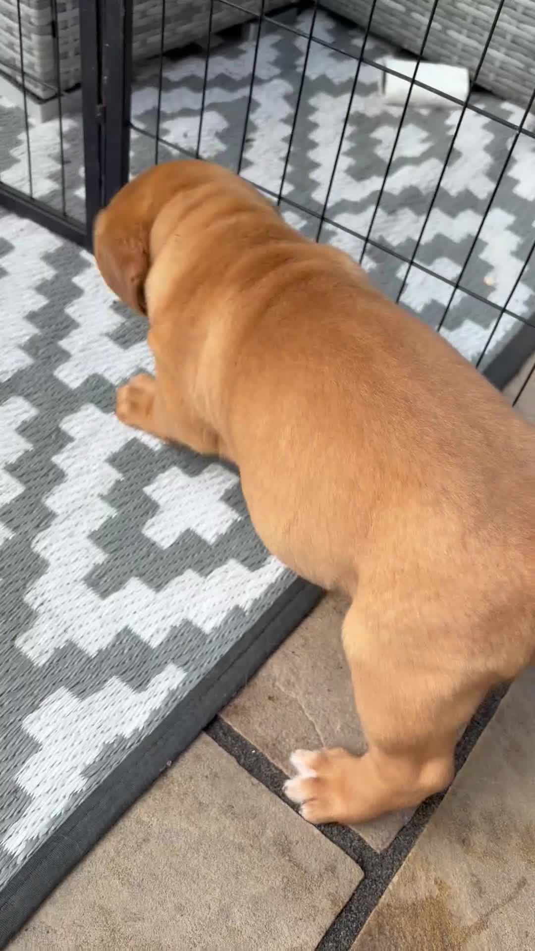 Dogue De Bordeaux dogs for sale: Stunning KC Dogue de Bordeaux Puppies - Video 2