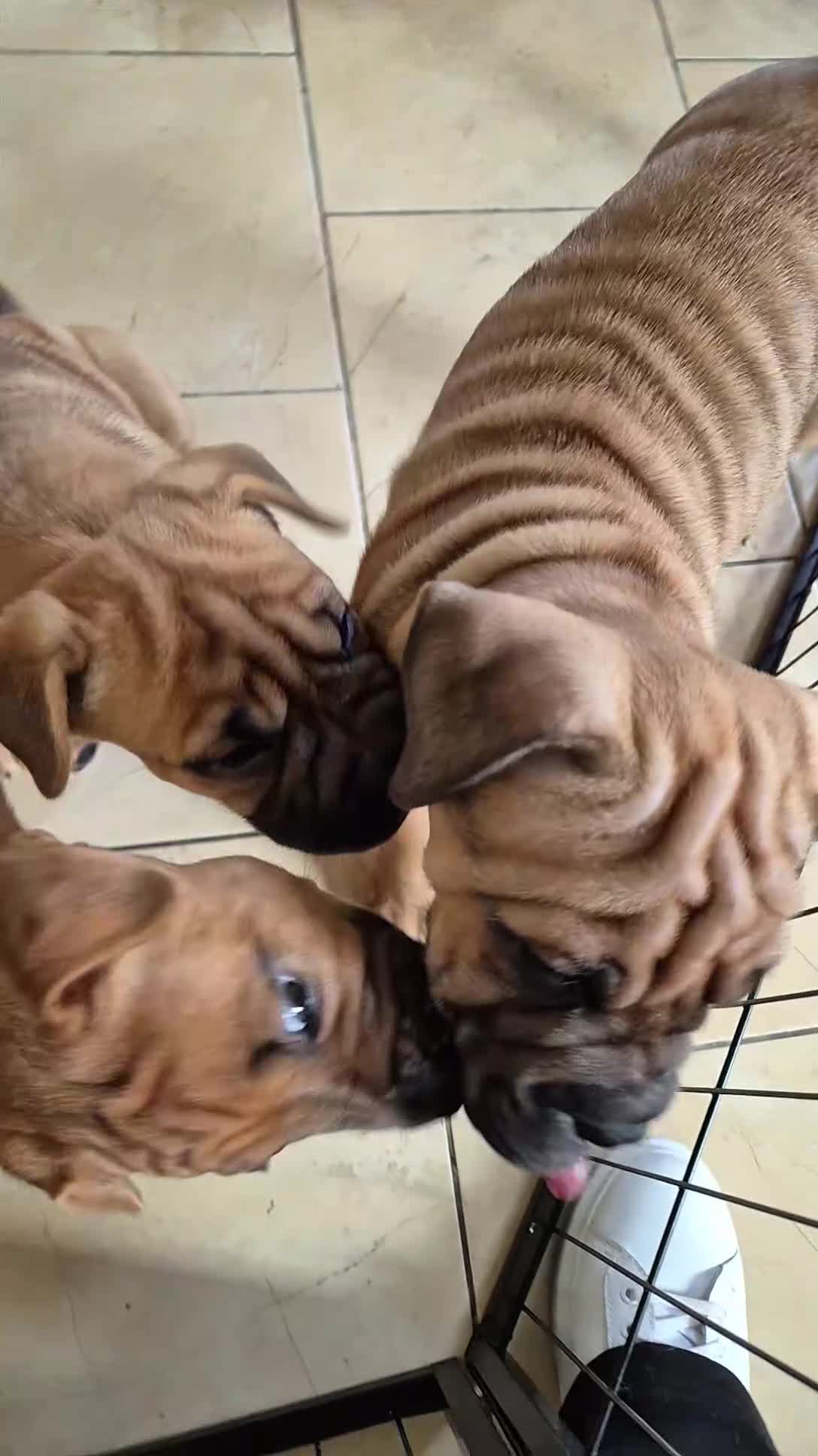 Shar Pei dogs for sale: Shar pei pups READY NOW - Video 1