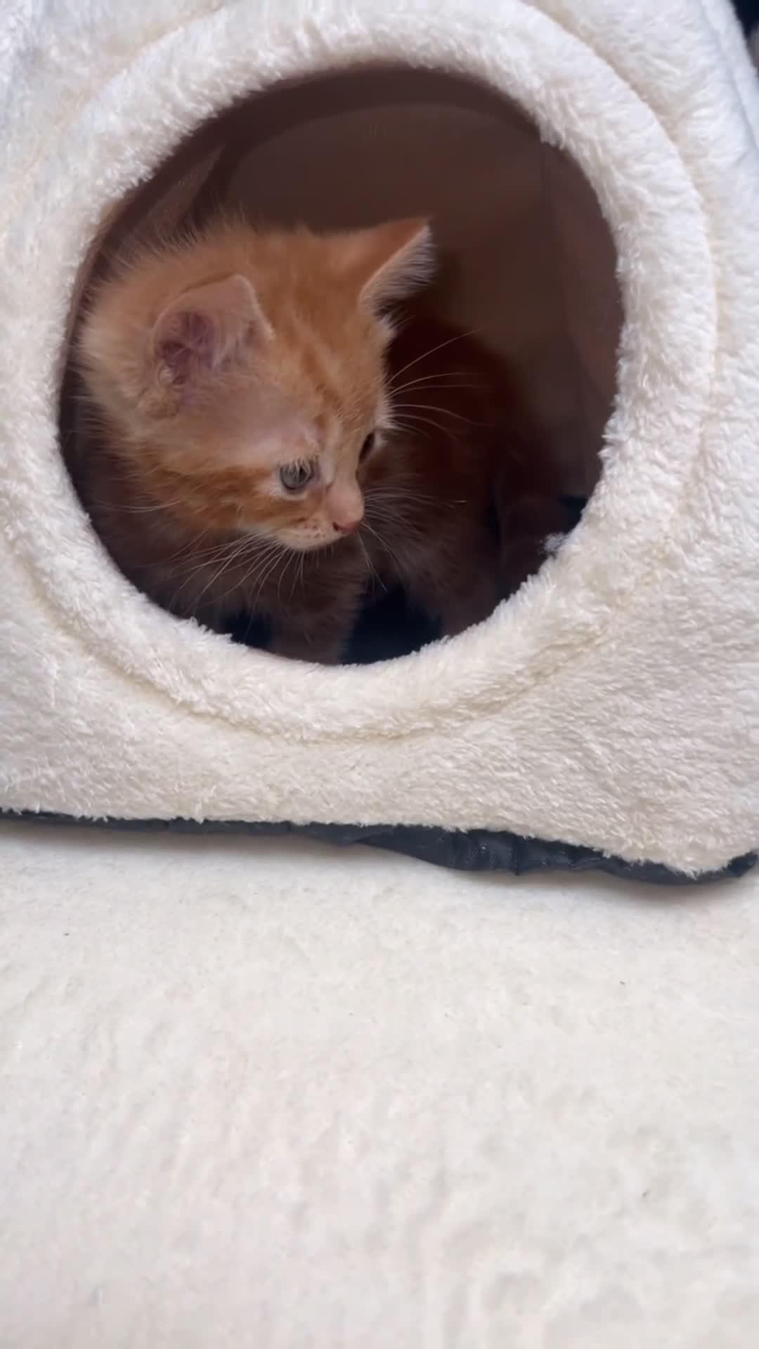 Mixed Breed cats for sale: kittens - Video 3