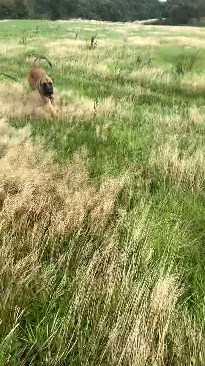 Belgian Shepherd Dog dogs for sale: Milo the mally - Video 1