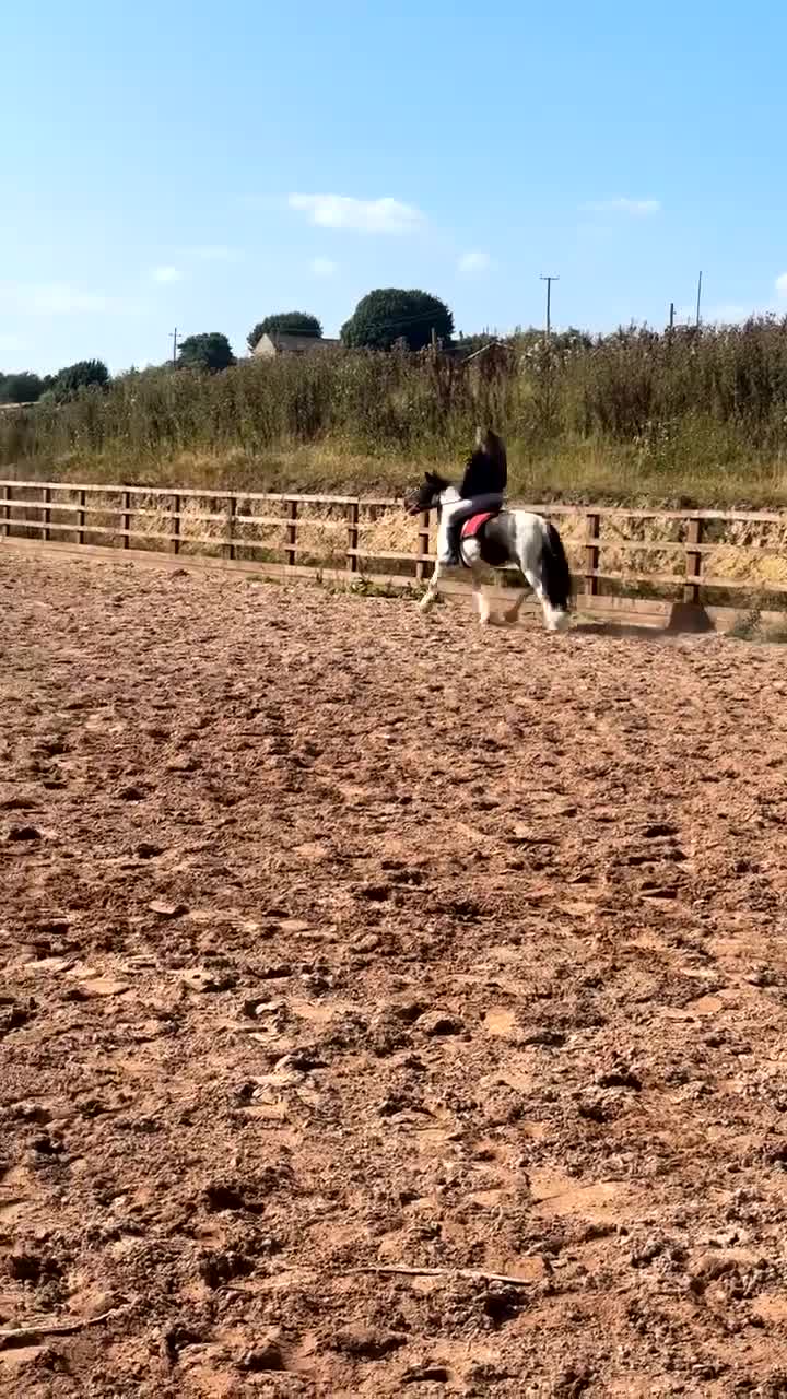 Irish Cob horses for sale: 13.2hh cob mare 4 years old.  - Video 1