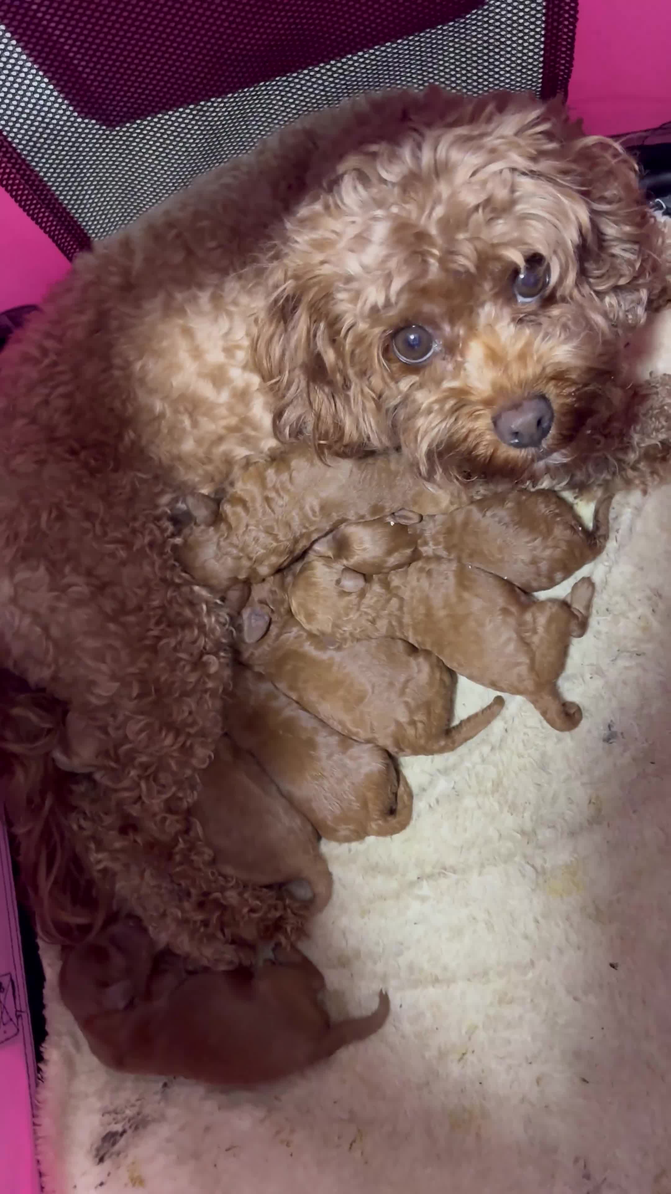Cavapoo dogs for sale: Toy Cavapoo F1bb last two boys 💙💙 - Video 4
