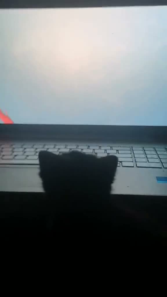 Mixed Breed cats for sale: 2 Beautiful, friendly kittens in Chichester - Video 1