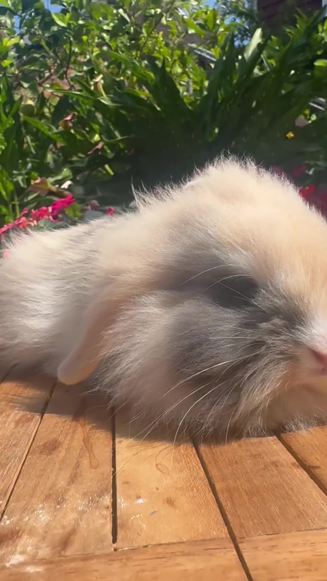 Mixed Breed rabbits for sale: Beautiful boys and girls looking for forever homes - Video 2