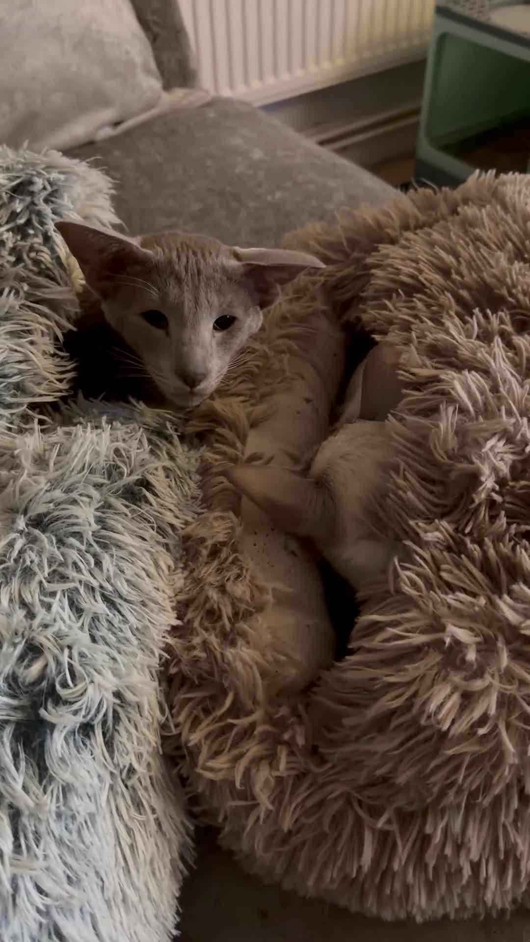 Siamese cats for sale: Two brother in Stoke-on-Trent - Video 1