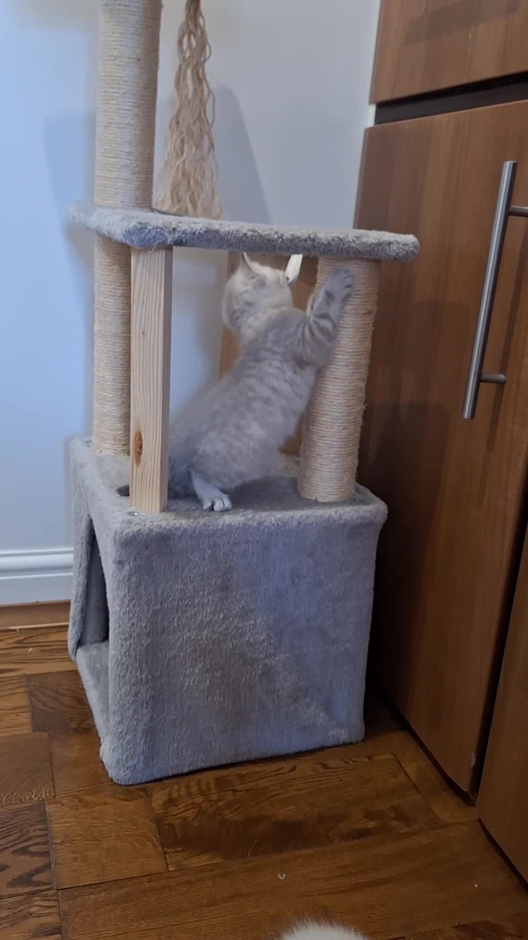 British Shorthair cats for sale: Pure Pedigree BSH Kittens for Sale - Video 1