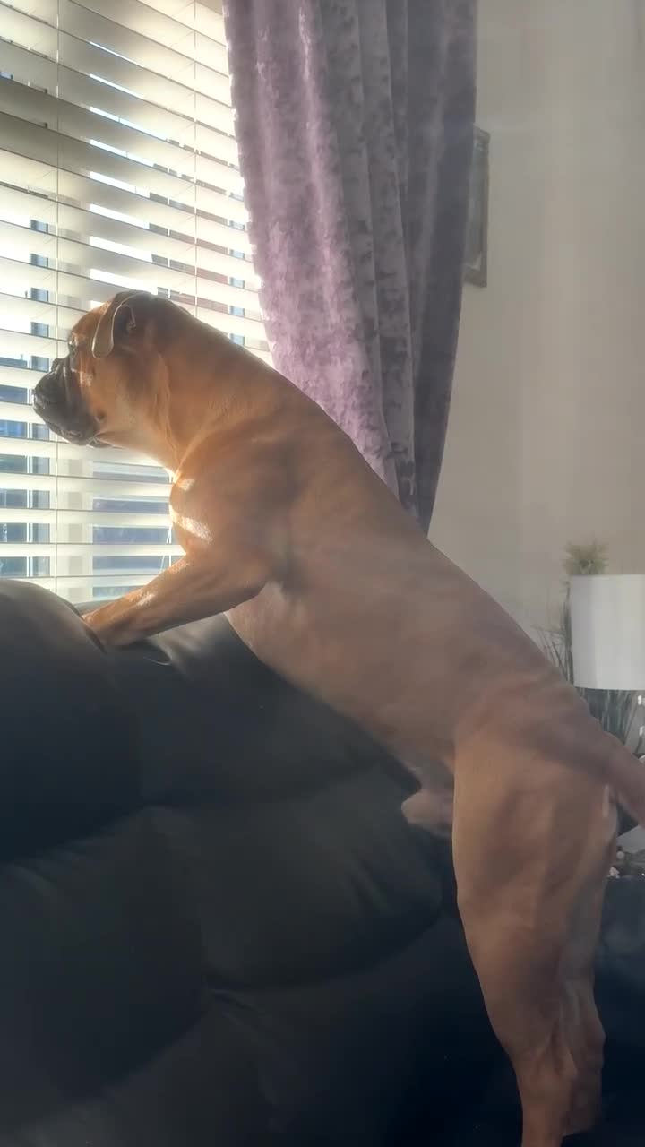 Bullmastiff dogs for sale: Dash  - Video 1