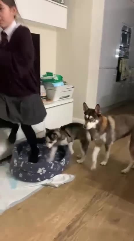 Mixed Breed dogs for sale: Pomsky for sale - Video 1