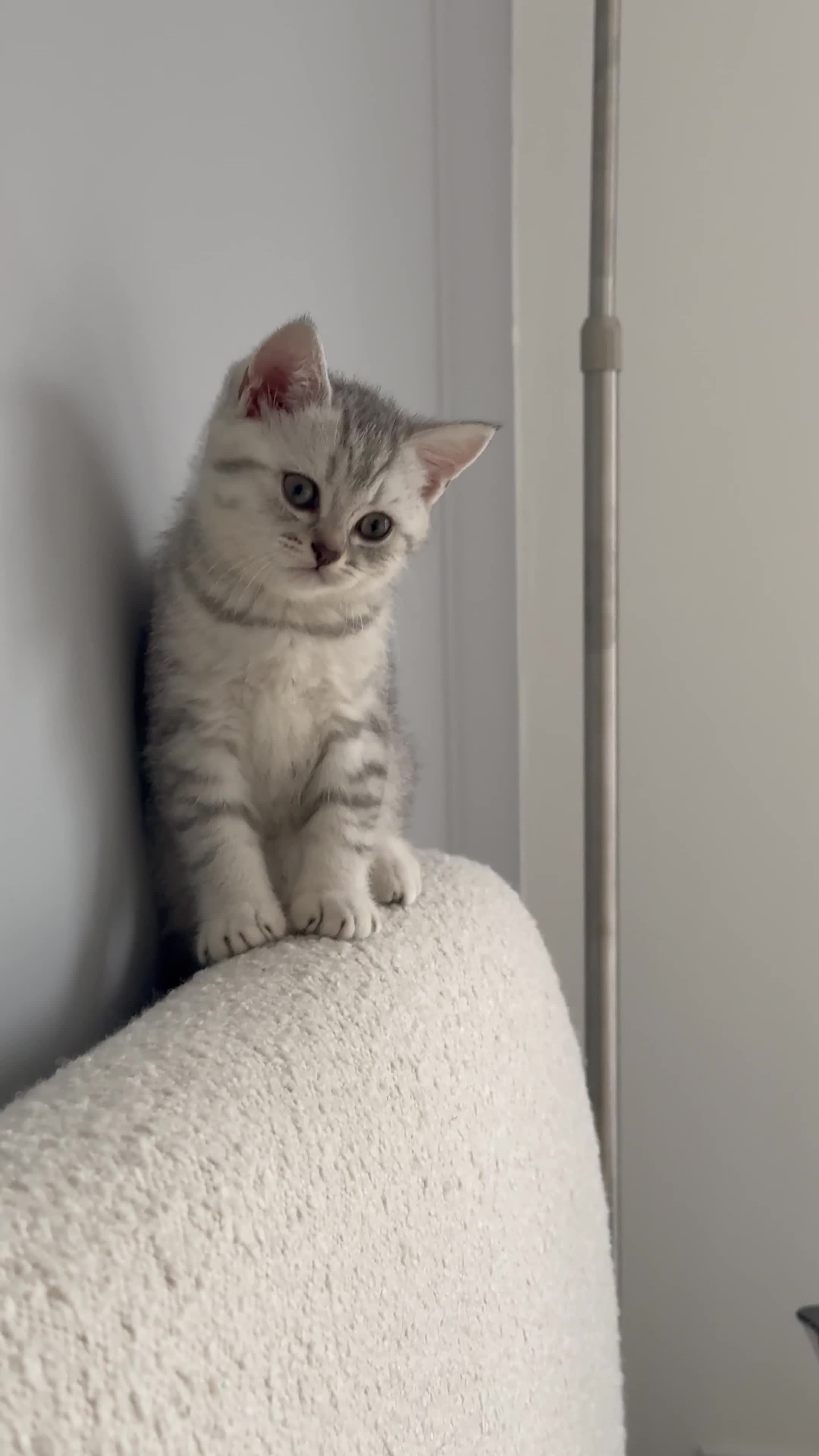 British Shorthair cats for sale: British shorthair adorable Kittens - Video 1