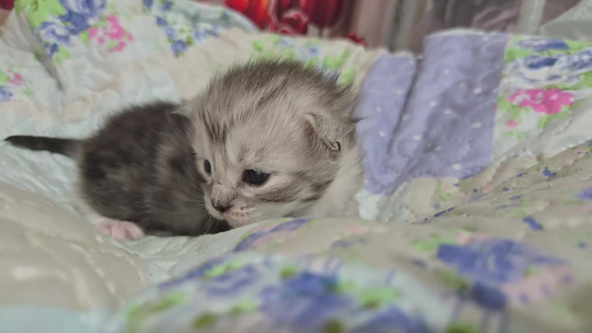 Maine Coon cats for sale: Stunning Maine Coon kittens - Video 4