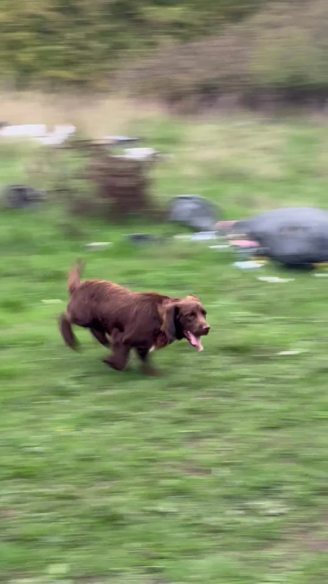 Cocker Spaniel dogs for sale: Male chocolate spaniel  - Video 1