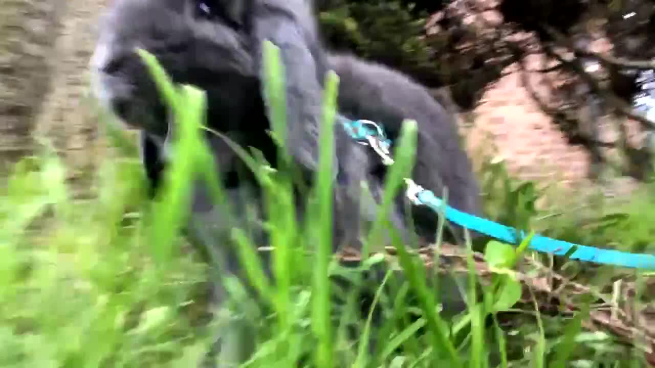 Mini Lop rabbits for sale: Beautiful male mini lop for sale  - Video 1