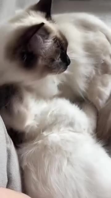 Ragdoll cats for sale: Pure Ragdoll Kitten – Ready for a Loving Home - Video 1