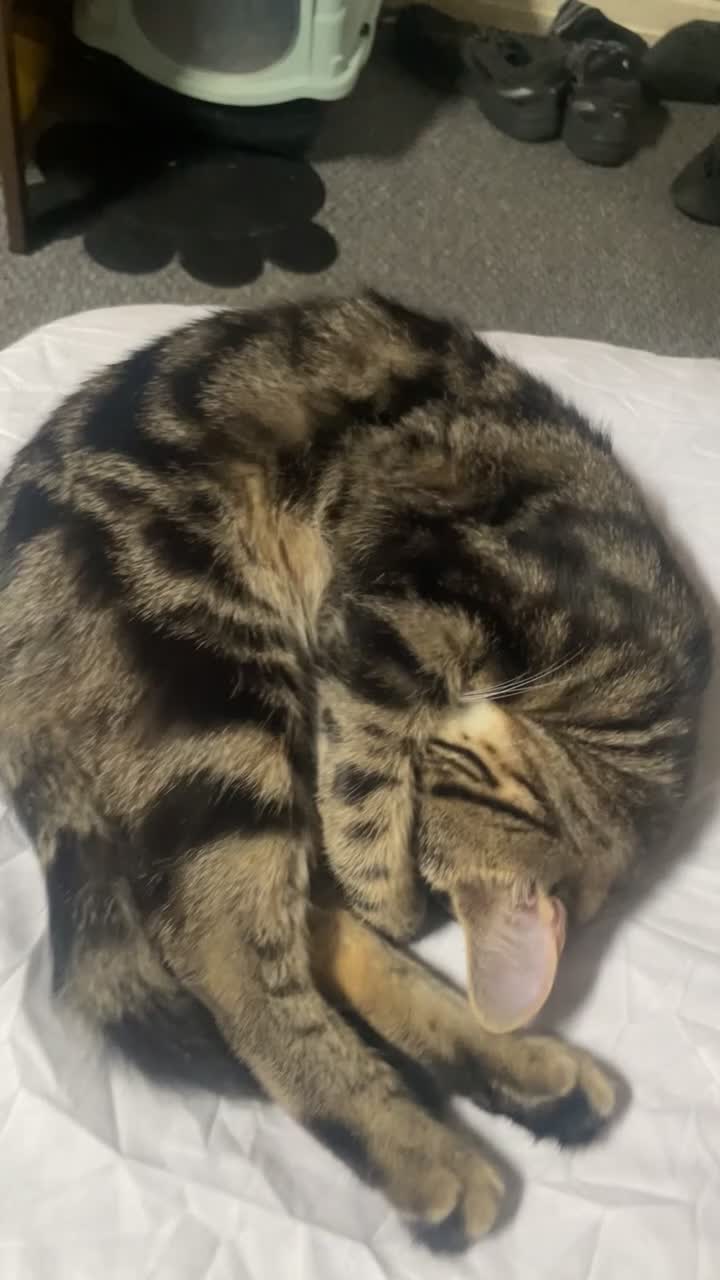 Mixed Breed cats for sale: Sweet Playful 7-Month-Old Cat Seeking Forever Home in Lancaster - Video 1