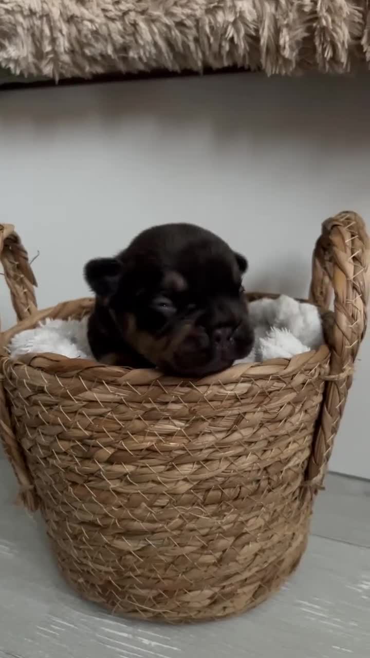 French Bulldog dogs for sale: Frenchies in Chocolate & Tan and Rojo - Video 4