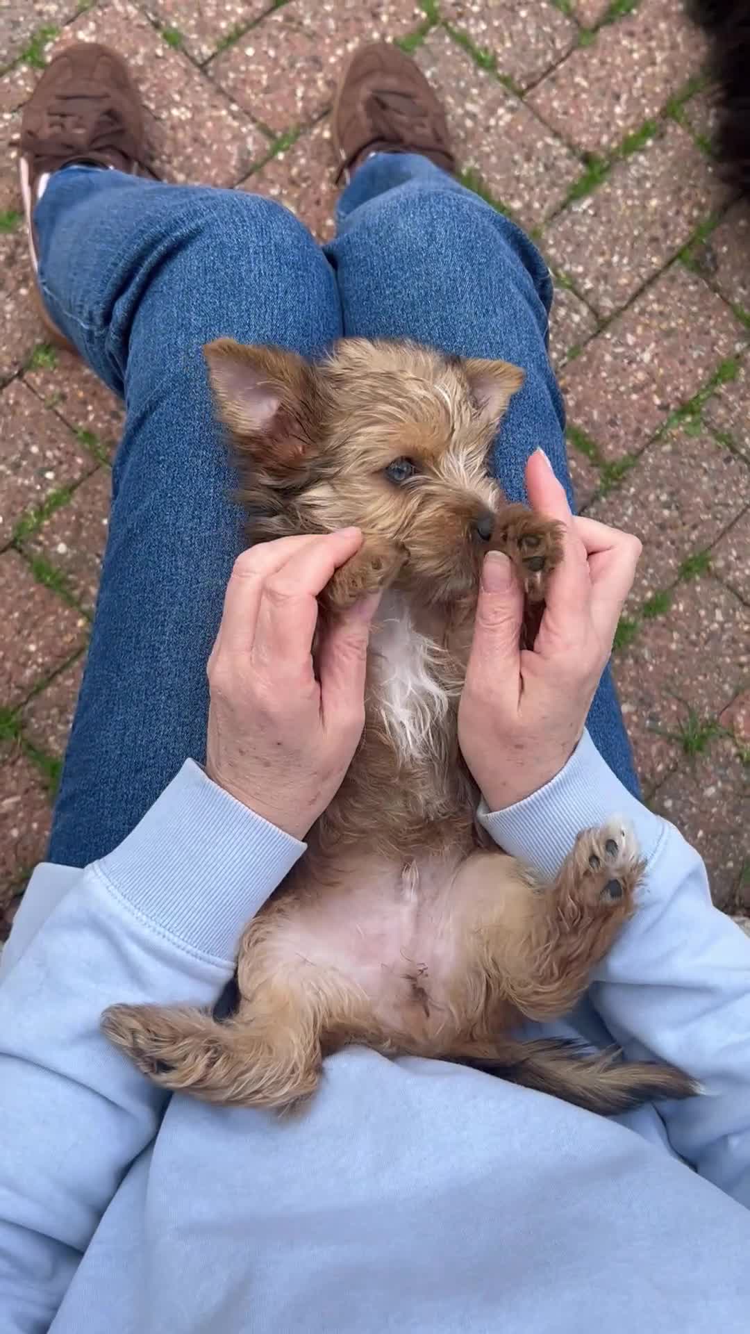 Biewer Terrier dogs for sale: Rare coloured Biewer Terriers - Video 2