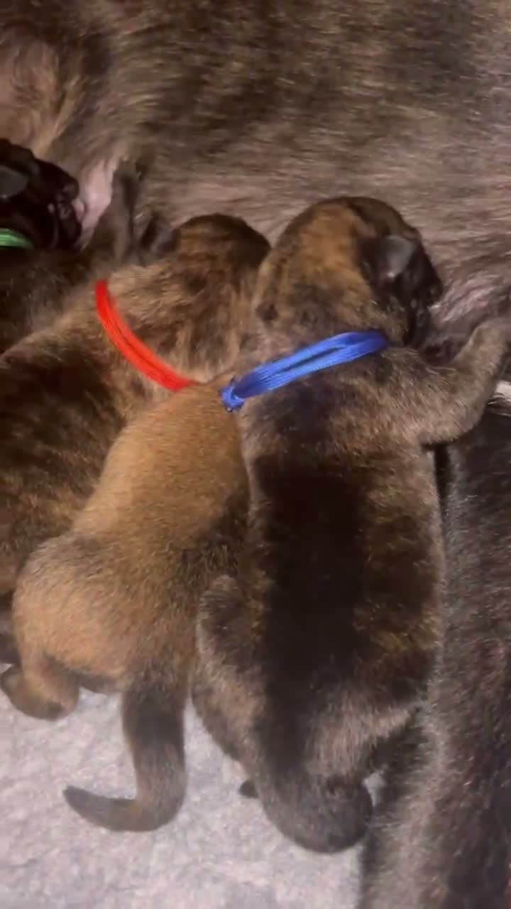 Mixed Breed dogs for sale: Belgian Malinois X  in Selkirk - Video 4