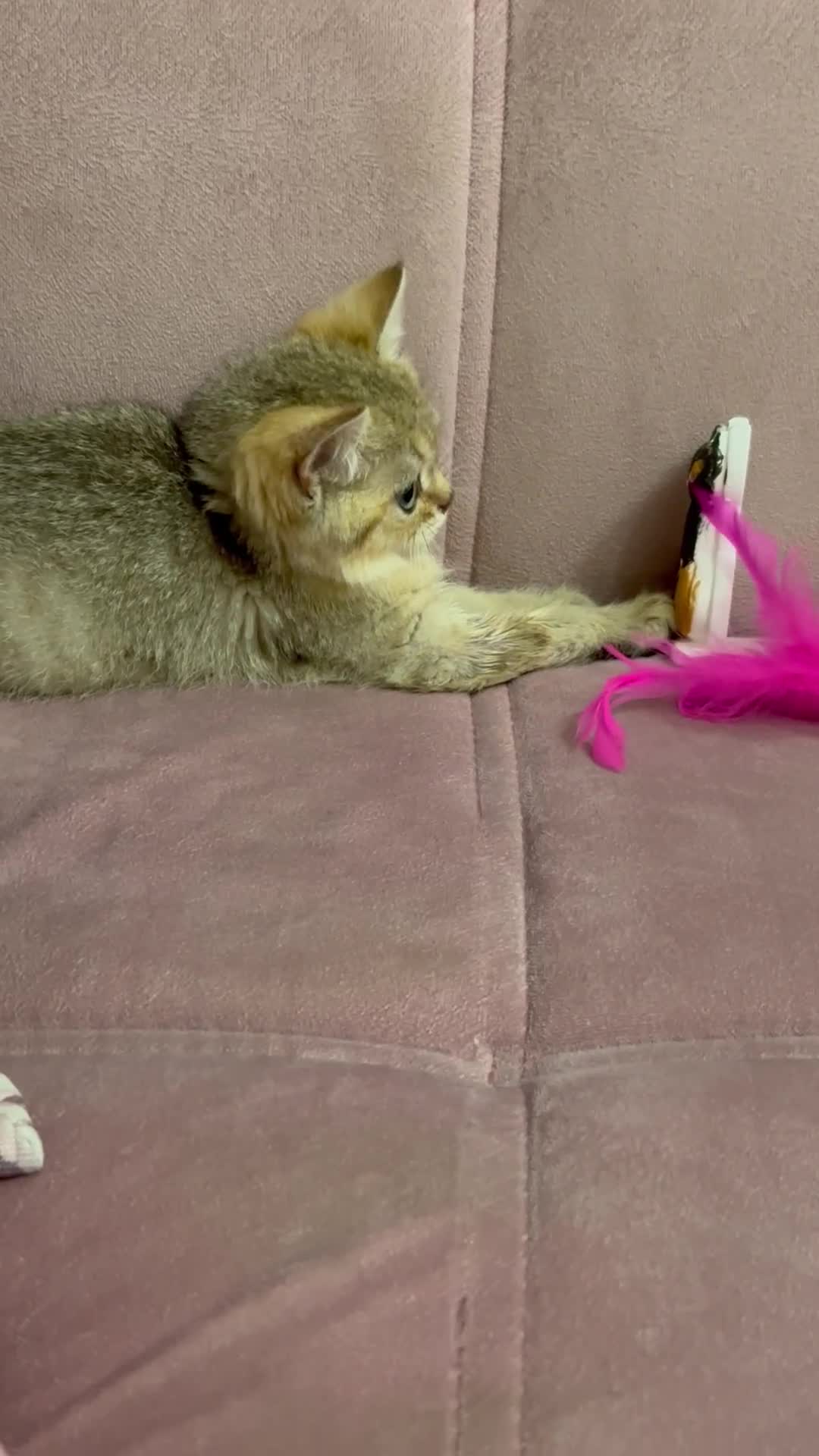 British Shorthair cats for sale: Golden British Shorthair male kitten  - Video 1
