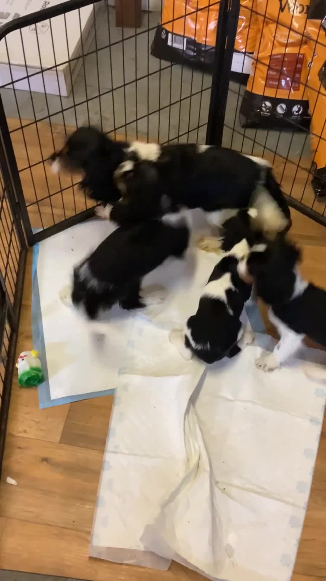 Cavalier King Charles Spaniel dogs for sale: Cavalier King Charles  - Video 1